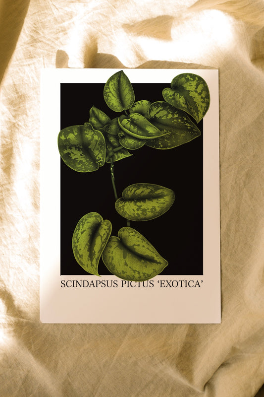 Scindapsus pictus 'Exotica'