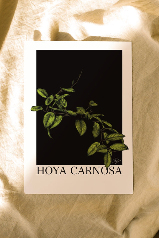 Hoya carnosa