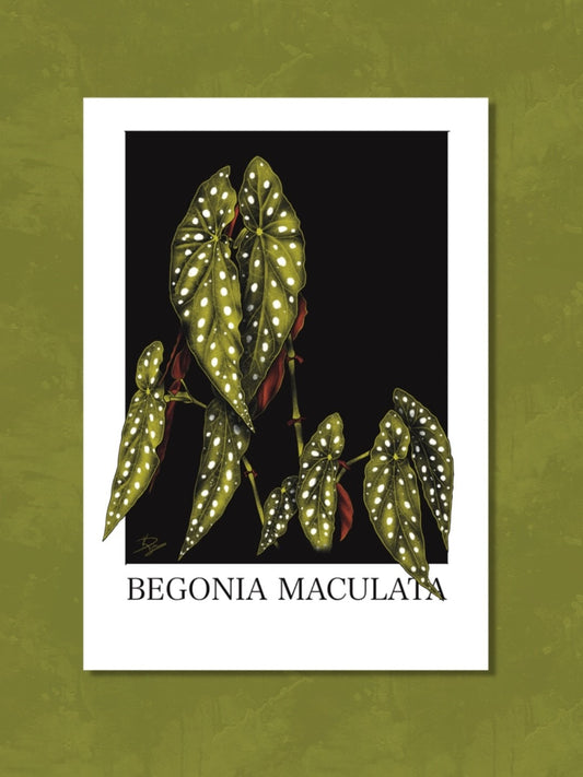 Begonia Maculata plant print