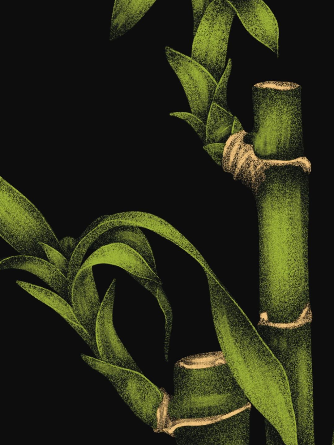 Dracaena Sanderiana Plant Bundle