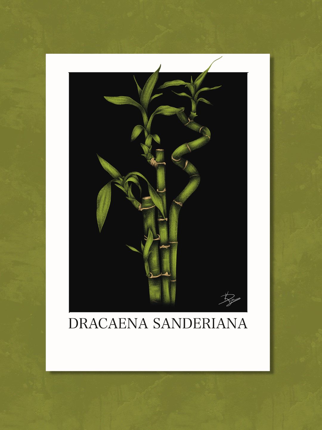 Dracaena Sanderiana Plant Bundle