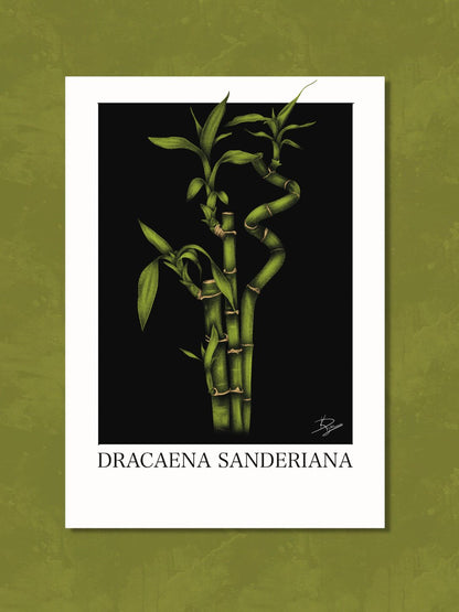 Dracaena Sanderiana Plant Bundle