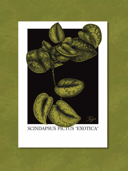 Scindapsus Pictus 'Exotica' Plant Print A4/A3/A2