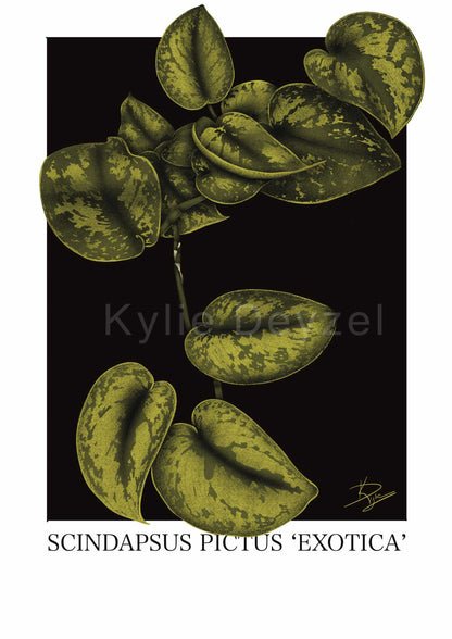 Scindapsus Pictus 'Exotica' Plant Print A4/A3/A2