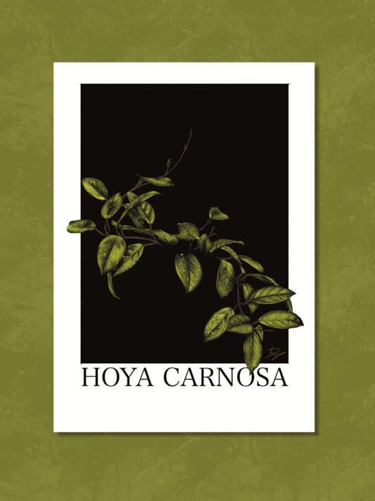 Hoya Carnosa Plant Print