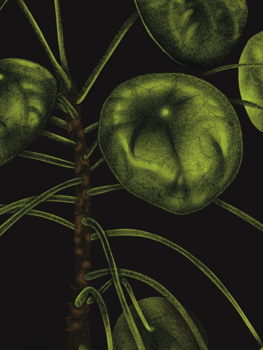 Pilea Peperomioides Plant Bundle
