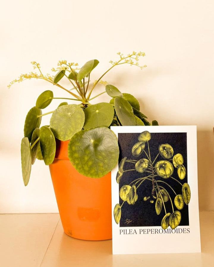 Pilea Peperomioides Plant Bundle