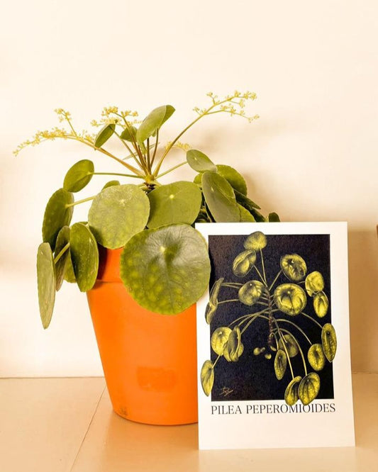 Pilea Peperomioides Plant Bundle