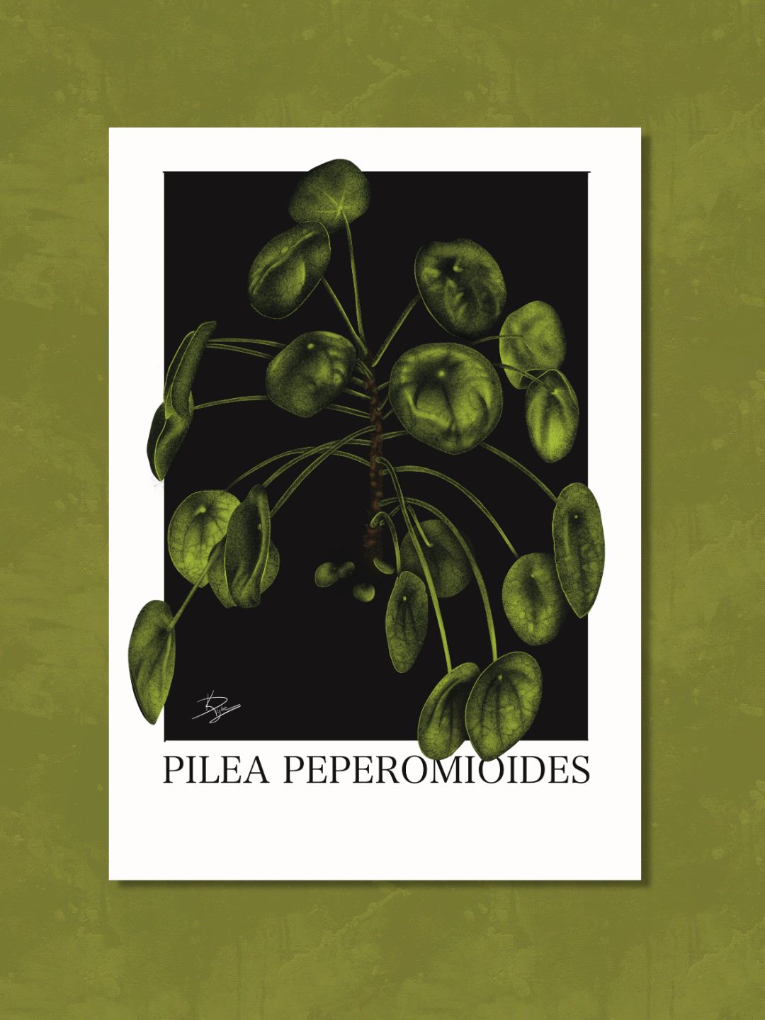 Pilea Peperomioides Plant Bundle