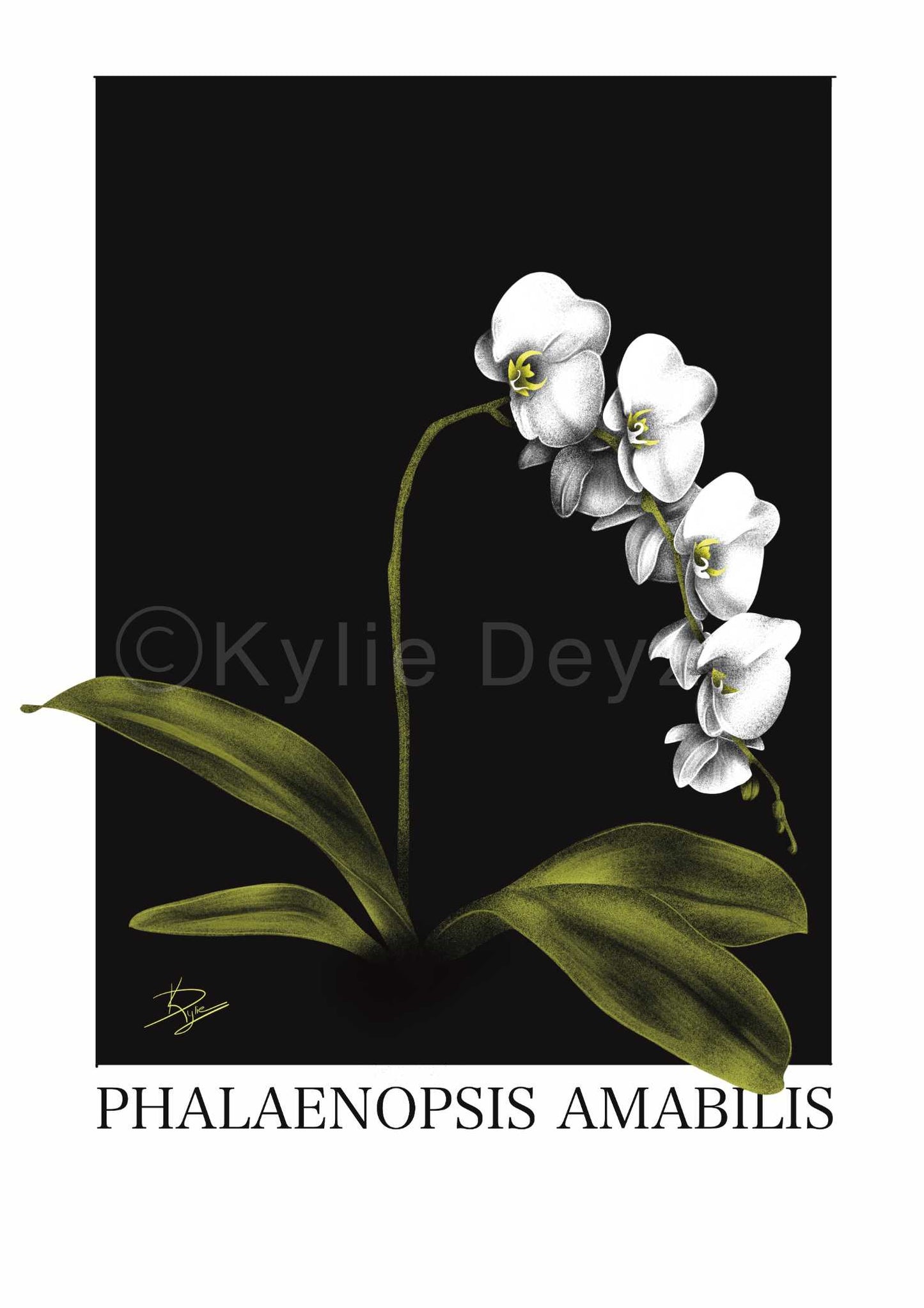 Phalaenopsis Amabilis Plant Print