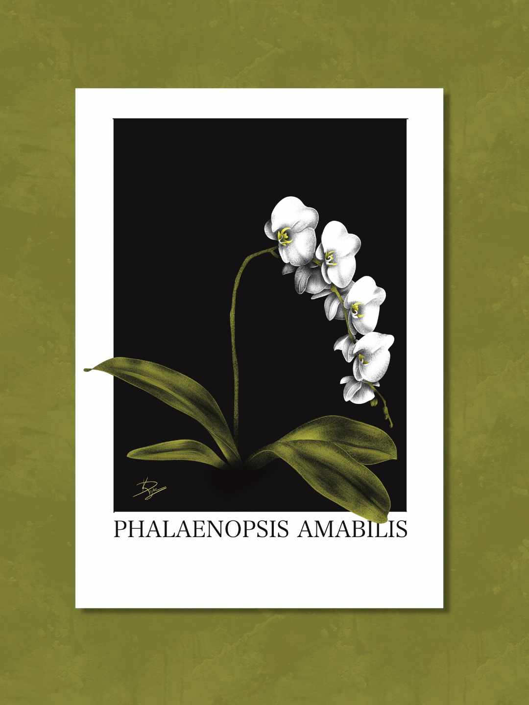 Phalaenopsis Amabilis Plant Print