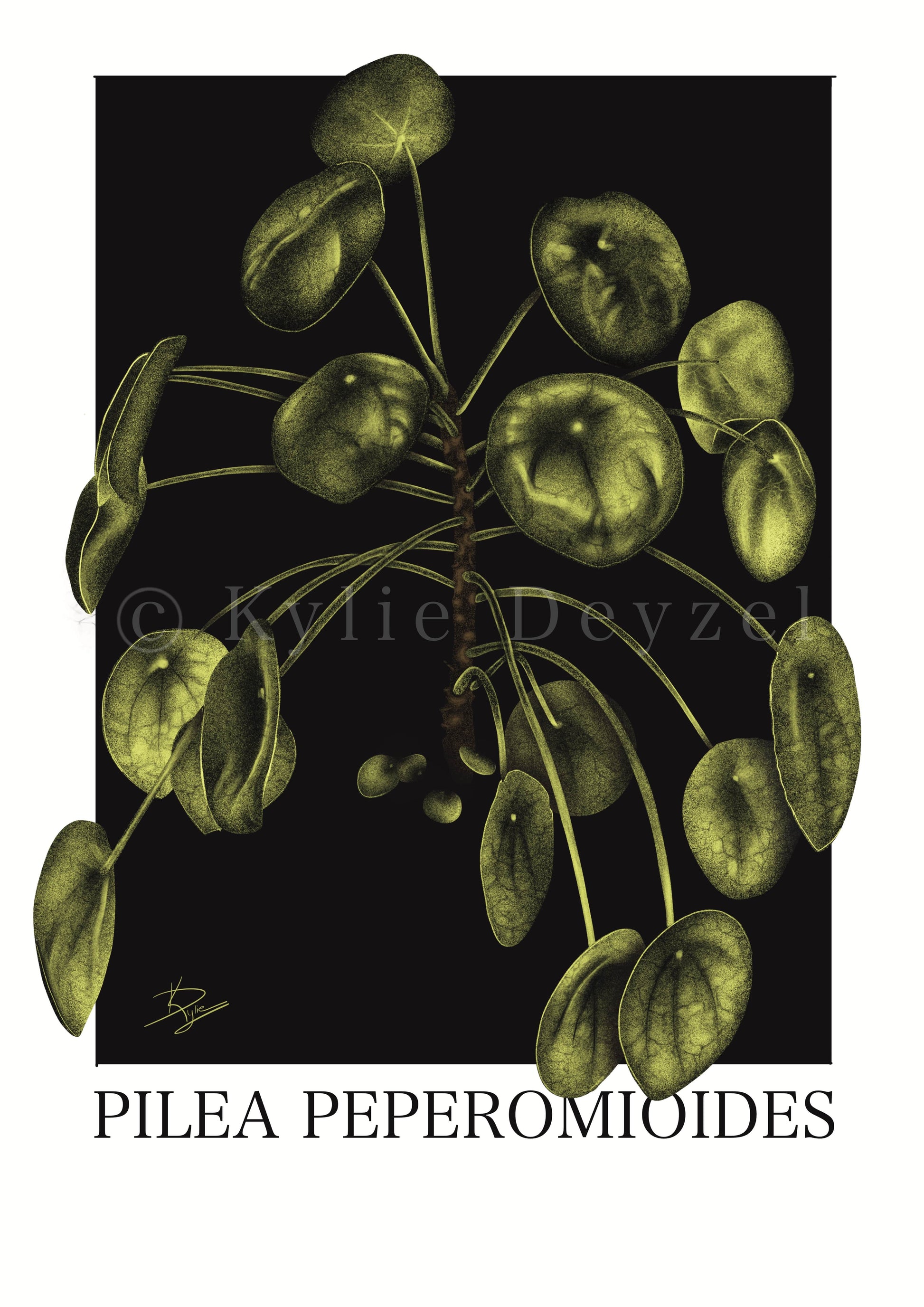 Pilea Peperomioides Plant Print