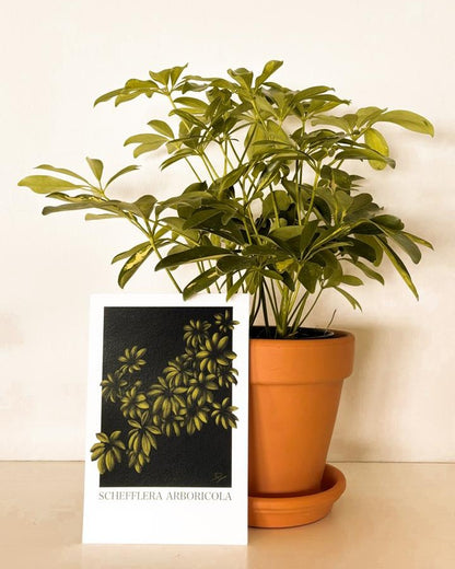 is a money tree a schefflera Schefflera 'Arboricola' Plant Bundle – binnekant