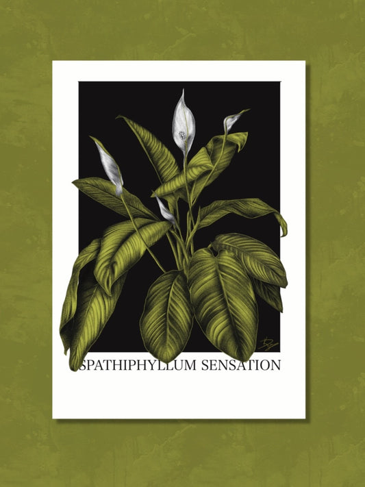 Spathiphyllum Sensation Plant Print
