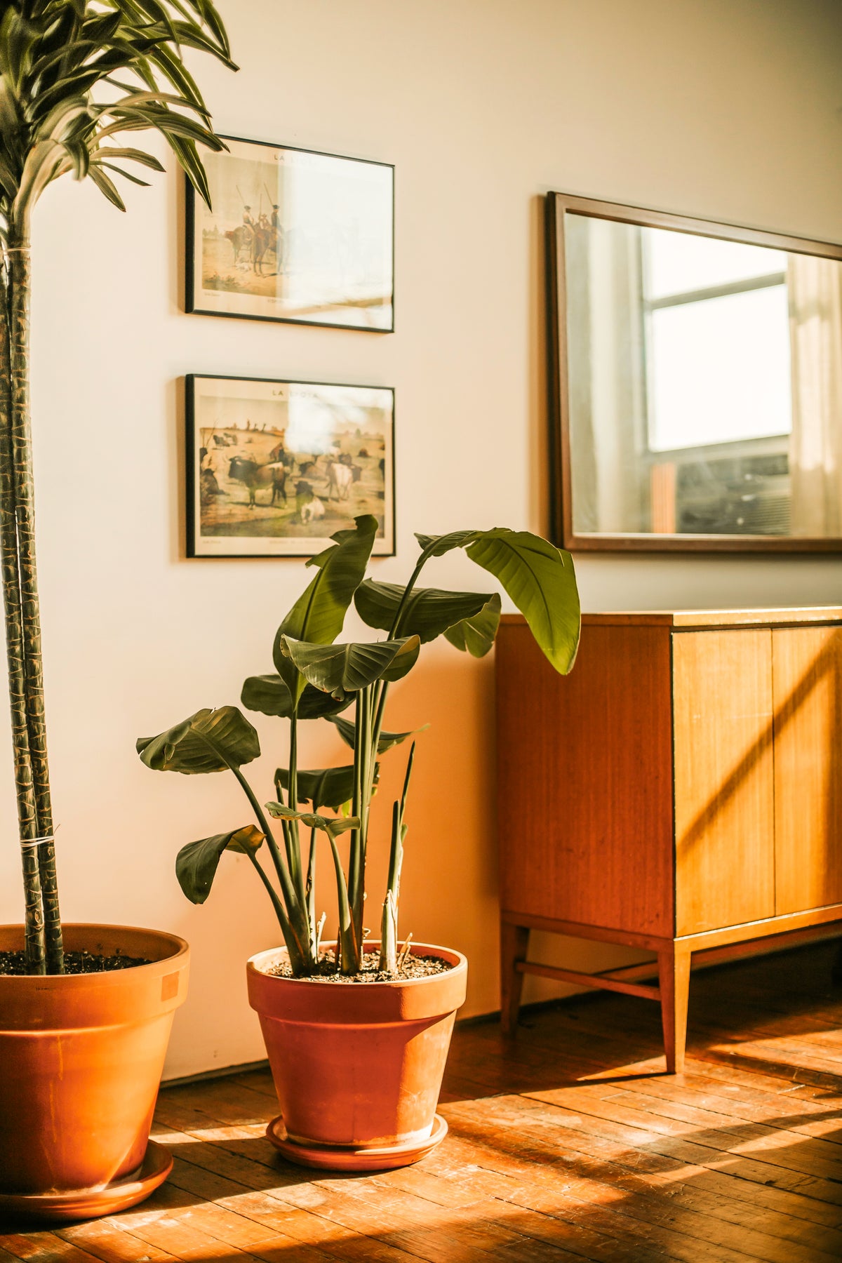 Plant Sourcing