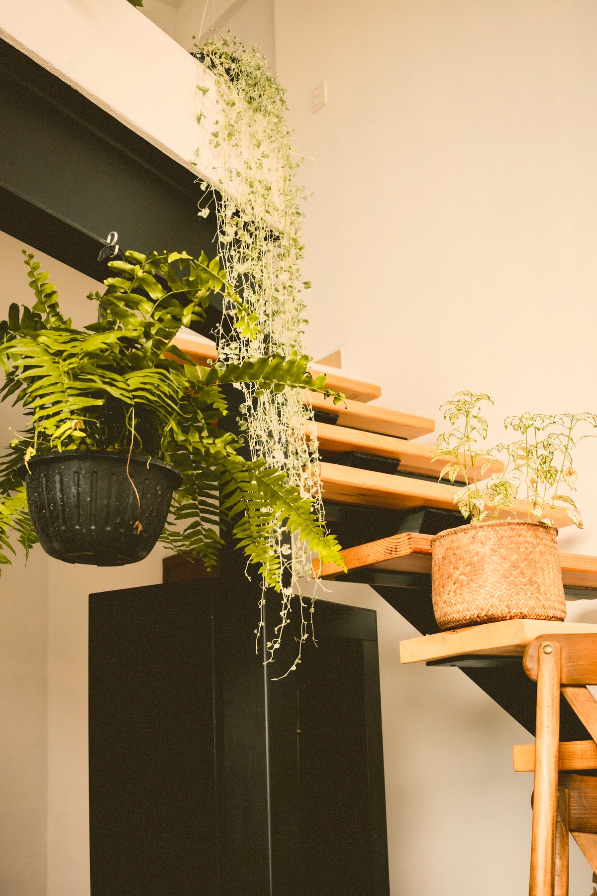 Plant Styling Proposal