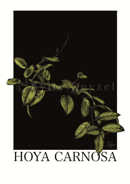 Hoya Carnosa