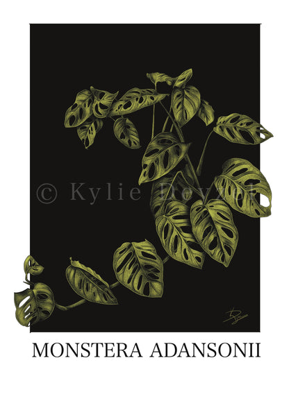 Monstera Adansonii Plant Print