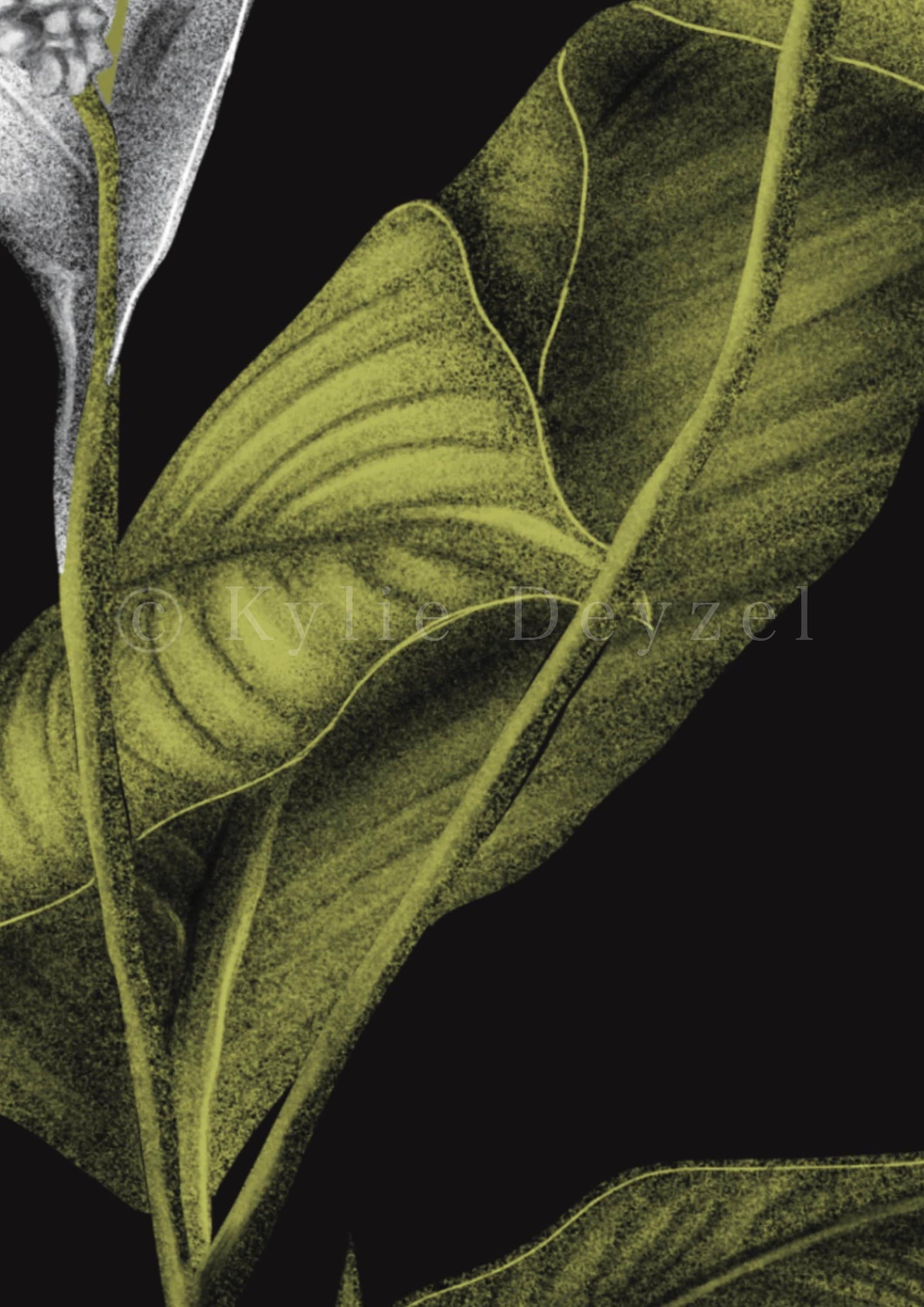 Spathiphyllum Sensation Plant Print Detail